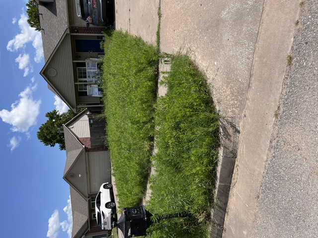 Front yard overgrown with tall grass before mowing